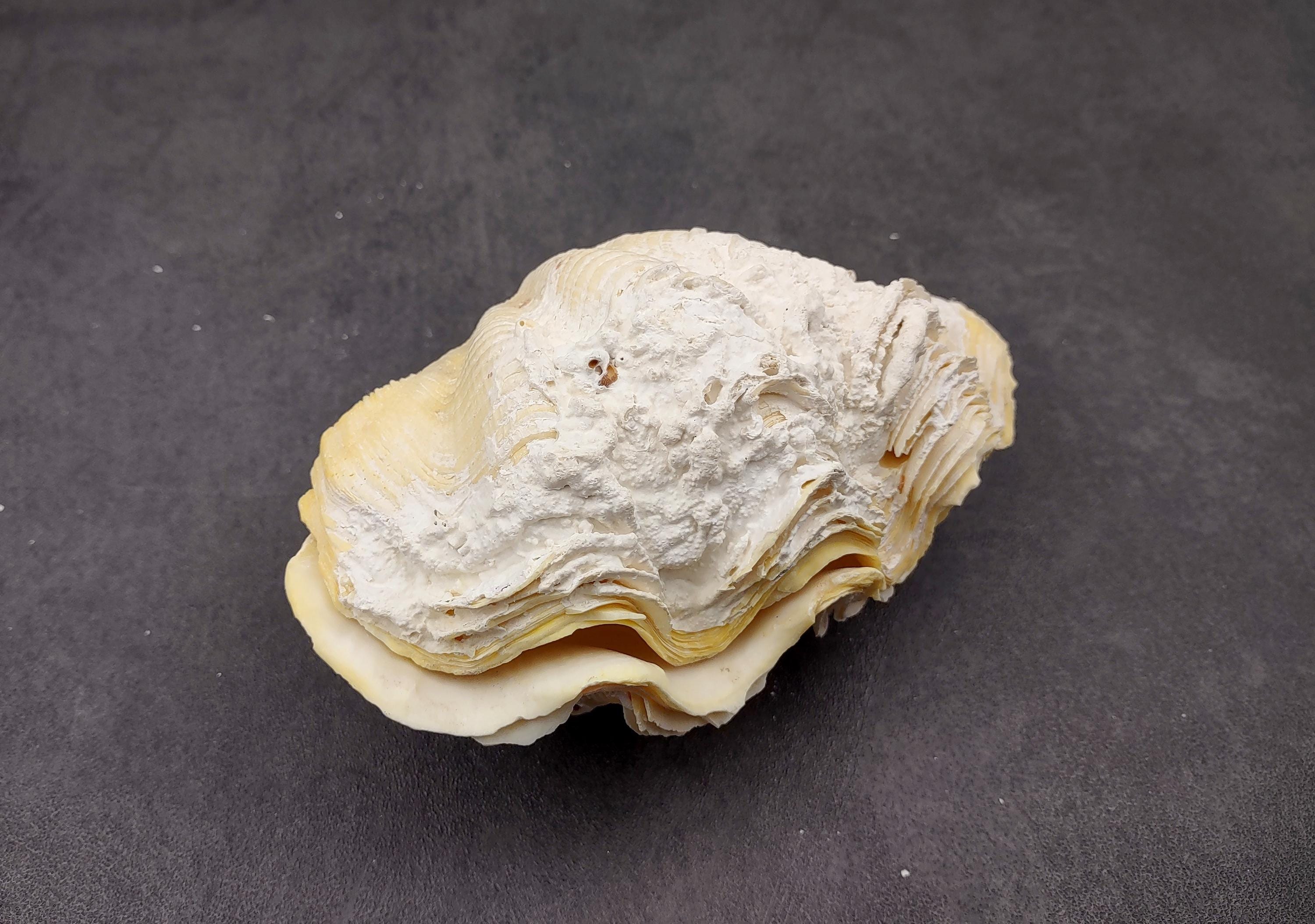 De Rasa Shells Derasa Clam Seashell White Tridacna Derasa (1 Shell Approx. 5+ Inches ...