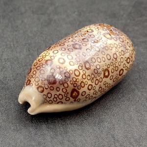 Eyed Cowrie Seashell Spotted Tan Cypraea Argus (1 shell approx. 2.5+ inches) Brown Pattern Eye Cowrie shell for display & collecting!