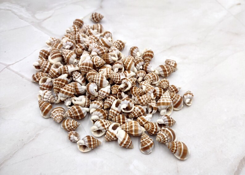 Nassarius Shell Types Red Banded Nassa Seashells Nassarius Phyrrus (approx. Half Cup +/- 65 ...