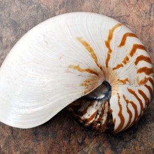 Natural Nautilus Seashell - Nautilus Pompilius - (1 shell approx. 6-7 inches)