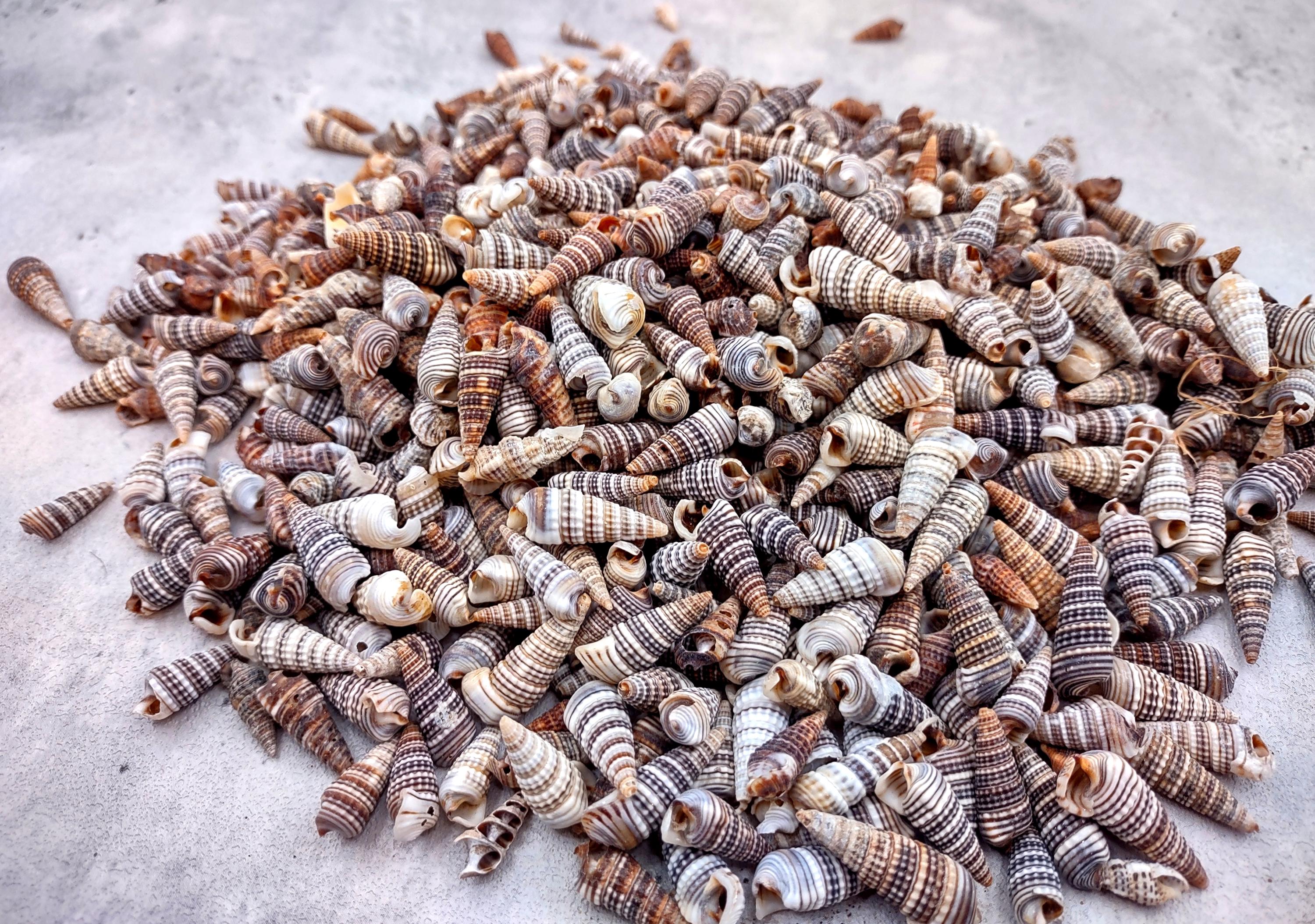 Channeled Cerith Seashells Spiral Cerithium Molniferus (approx. Half ...