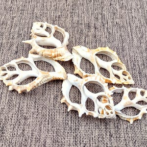 Center Cut Frilled Frog Seashells Bursa Rana (5 shells approx. 1.5-2.5+ inches) Center Sliced Frilled Frog Shells for jewelry arts & crafts!