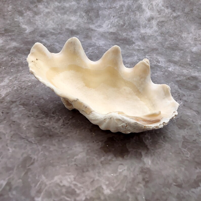 De Rasa Shells White Derasa Clam Seashell Half Tridacna Derasa (1 Shell Approx. 8 ...