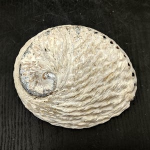 Midas South African Abalone Shell Haliotis Midae (1 shell approx. 6+ inches) Real South African Abalone shell for collecting arts & display!
