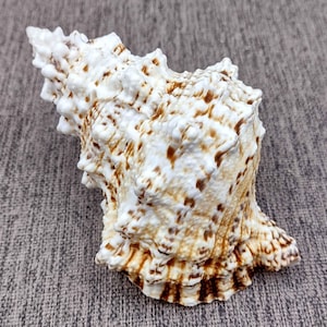 Large Frog Seashells Brown Tan Orange Bursa Bubo (1 shell approx. 5+ inches) Large Frog Shells for coastal themed display arts & crafts!