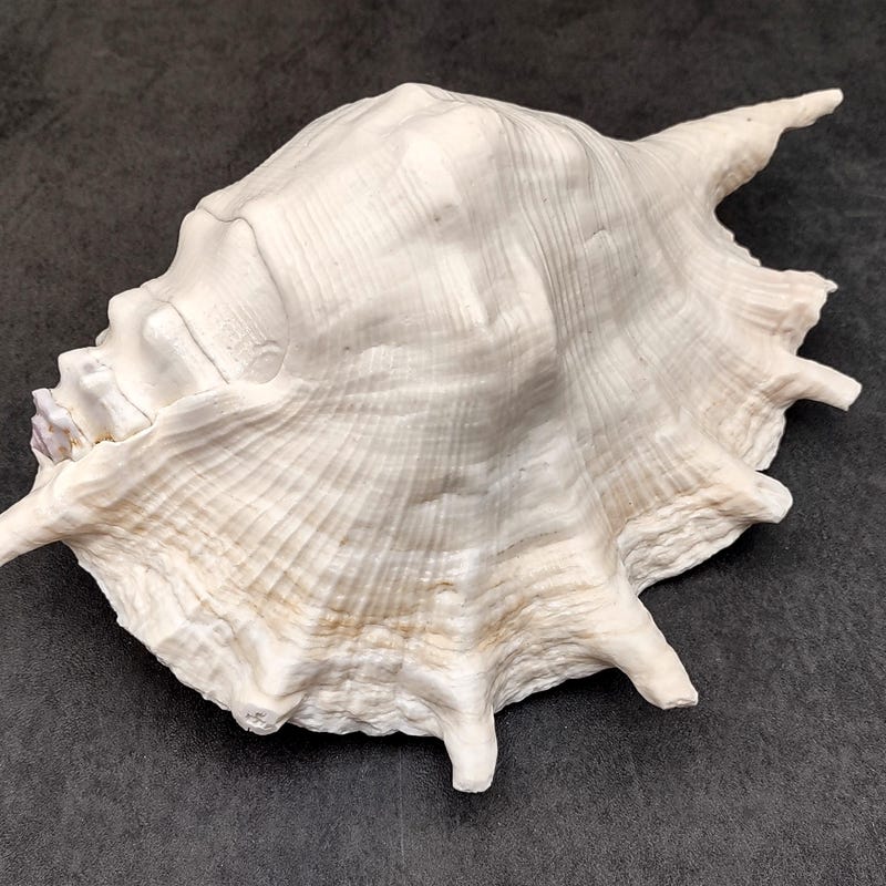 Large Open Conch Shell Giant Conch Shells - Etsy