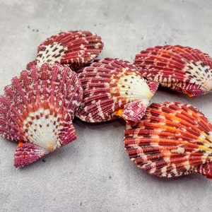 Royal Cloak Scallop Pairs - Gloripallium pallium - (5 shells pairs, approx. 1.5-2 inches)