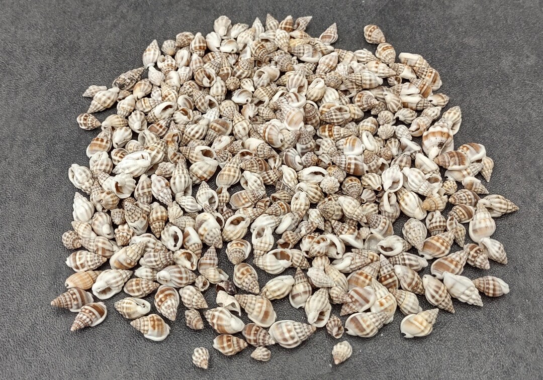 Nassa Persian Mud Seashells Nassarius Persicus (approx. Half Cup +/- 90 ...