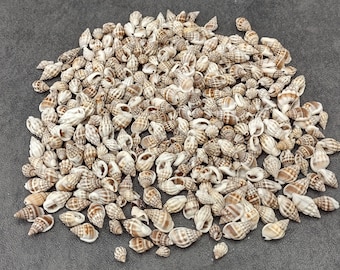Nassa Persian Mud Seashells Nassarius Persicus (approx. half cup +/- 90 shells 0.625+ inches) Nassa Persian Shells for jewelry & crafts!