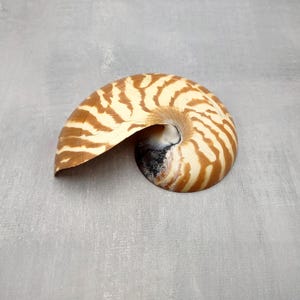 May include: A nautilus shell with a spiral shape and a brown and cream striped pattern. The shell's interior is dark, and the exterior has a smooth, polished appearance. The shell is a natural, decorative item.