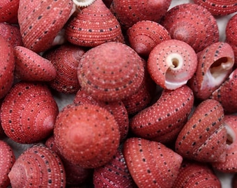 Strawberry Top Red Seashells Clanculus Puniceus (5 shells approx. 0.5+ inches) Small Red Natural Strawberry Top Shells for arts & crafts!