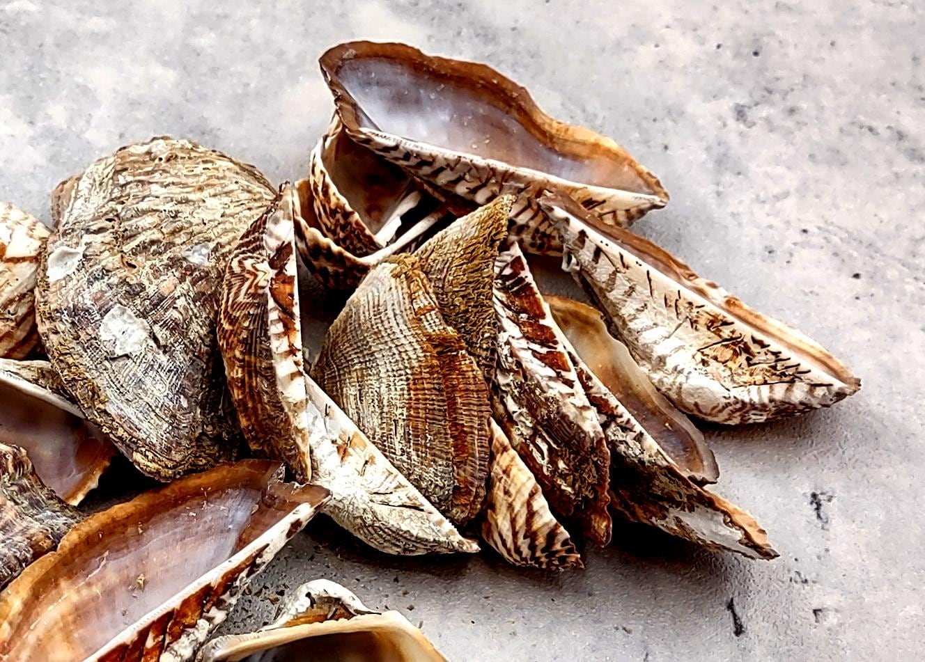 Turkey Wing Ark Clam Seashells Arca Zebra (20 Shells 1.5+ Inches