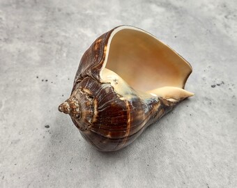 Fiber Conch - Melongena Patula - (1 shell 4+ inches)
