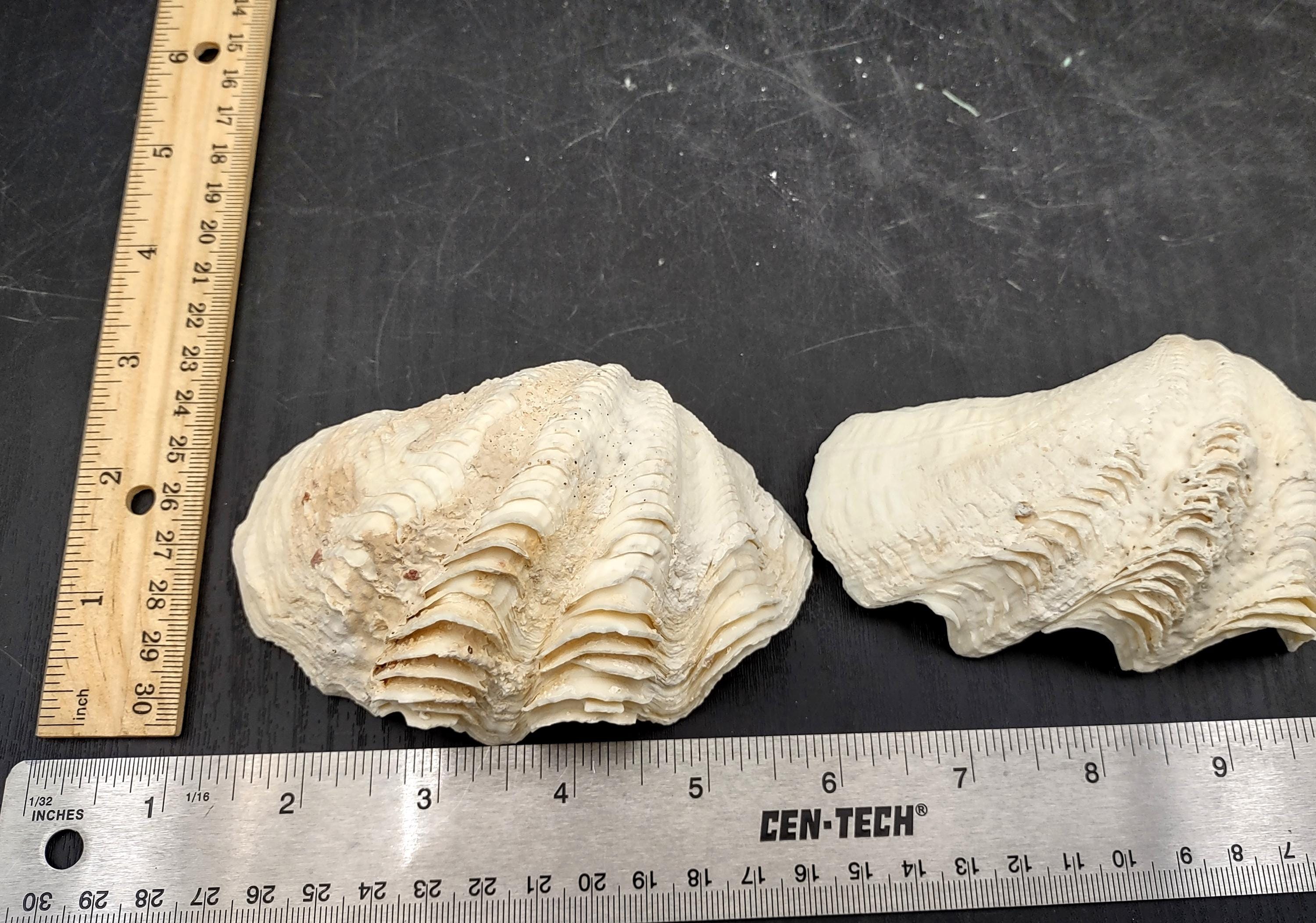 Ruffle Clam Seashell Half Tridacna Squamosa (1 Shell Approx. 4+ Inches ...