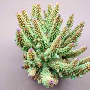 Lavender/Green FAUX Finger Staghorn Coral - Acropora Humilis - (1 FAUX Coral approx. 6x5x5 inches). Green dotted branched coral with a strong round base.Copyright 2024 SeaShellSupply.com.