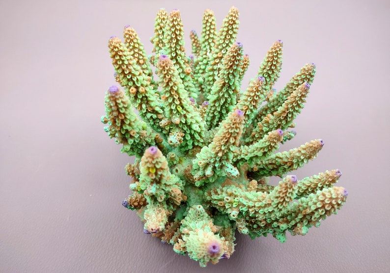 Lavender/Green FAUX Finger Staghorn Coral - Acropora Humilis - (1 FAUX Coral approx. 6x5x5 inches). Green dotted branched coral with a strong round base.Copyright 2024 SeaShellSupply.com.
