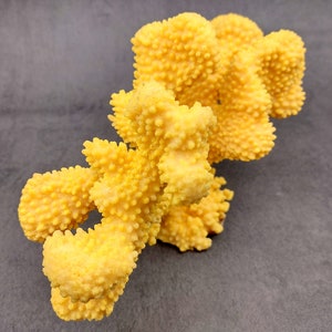 Coral de coliflor sintética amarilla Pocillopora Eydouxi 1 coral sintética de aproximadamente 9 pulgadas de ancho x 5 de alto x 4 profundidad imagen 2