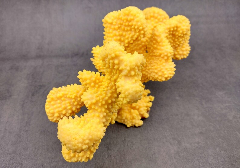 Coral de coliflor sintética amarilla Pocillopora Eydouxi 1 coral sintética de aproximadamente 9 pulgadas de ancho x 5 de alto x 4 profundidad imagen 2