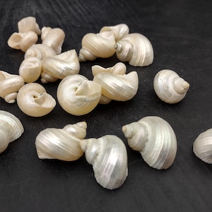 Pearlized Turbo Seashells (10 shells approx. 0.75+ inches) Neat shells for coastal crafting decor & collections!