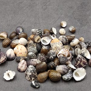 Nerite Seashell Assortment (approx. half cup 45+ shells 0.5+ inch) Great shells for coastal crafting and collections!