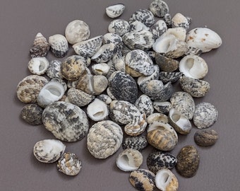 Nerite Shell Assortment - (.5 cup approx. 45-50 shells .5-1 inch) - WB 76-B