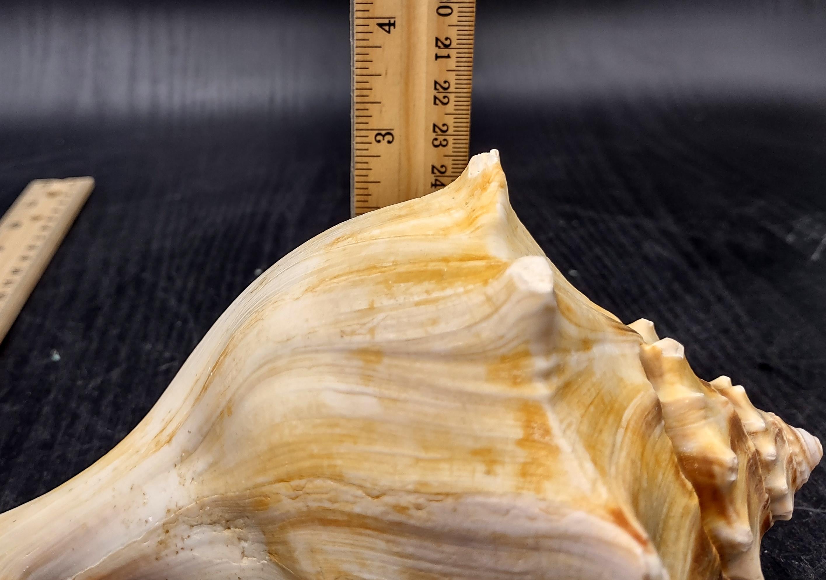 Right Handed Whelk Seashell Creamy Yellow Atlantic Busycon Carica (1 ...