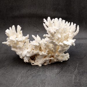 White Table Coral Cluster Acropora Latistella (1 coral 5.5L x 6H x 7.5D inches) Large Centerpiece Coral for coastal home display & decor!