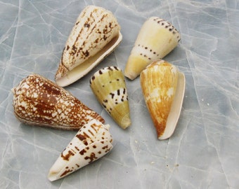 Cone Seashell Small Assorted Mix (6 shells approx. 1.5+ inches)