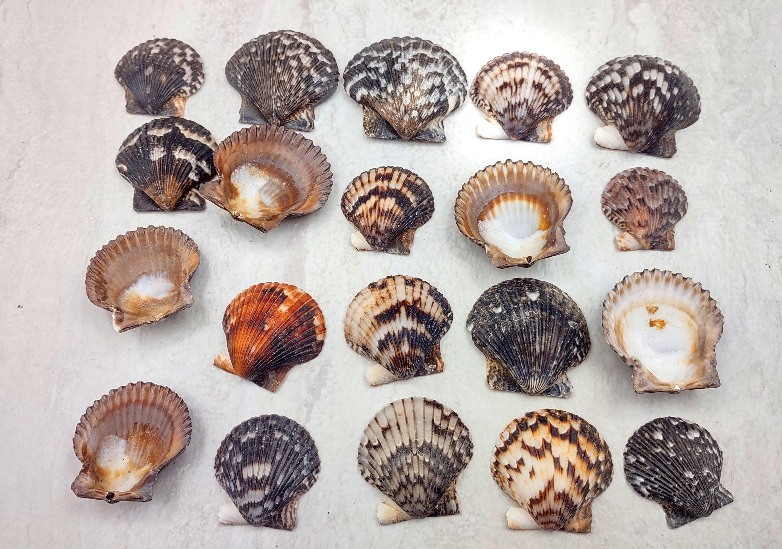 Calico Scallop Seashell Black Brown White Pecten Argopecten Gibbus (20 ...