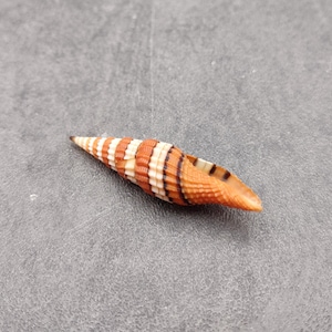 May include: A small, elongated seashell with a pointed end. The shell features alternating bands of orange and white, with thin black stripes. The shell is lying on a gray surface.