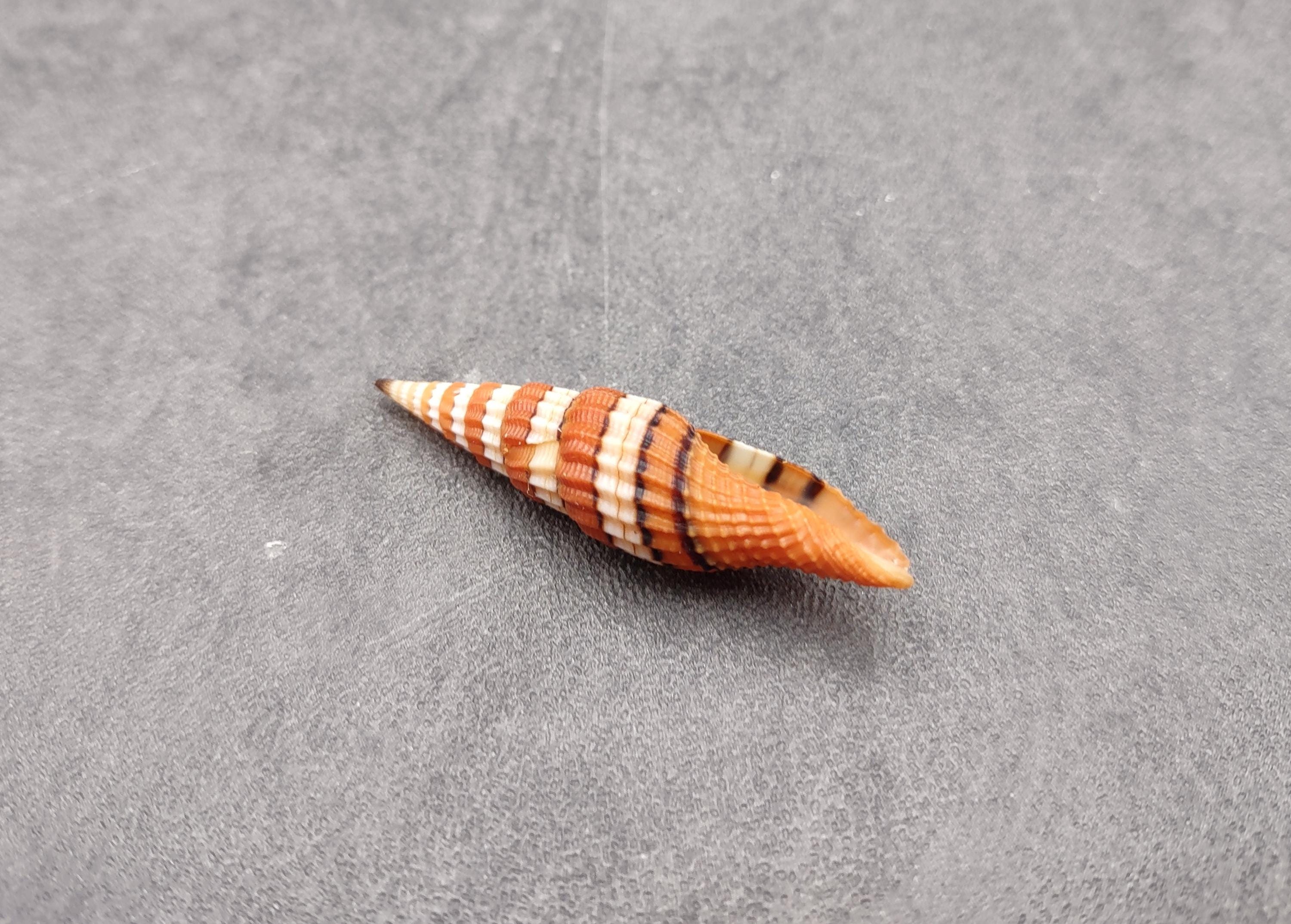 Queen Miter Seashell Mitra Compressum (1 Shell Approx. 1.75+