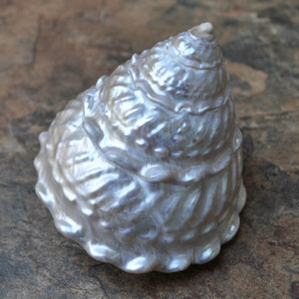 Pearlized Wavy Turban Shell - Astraea Turbanicum - (1 shell approx. 4 inches)