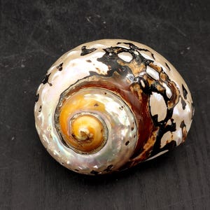 Polished South African Turban Seashell Turbo Sarmaticus (1 shell approx. 3+ inches) South African Turban Shell for hermit crabs & display!