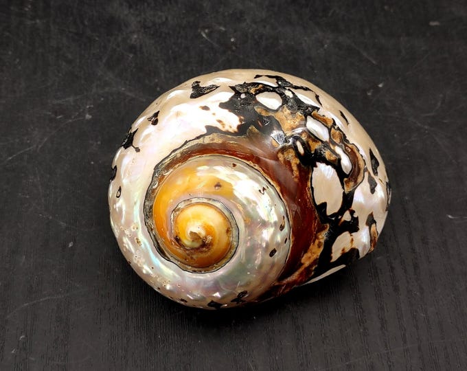 African Turbo - Etsy