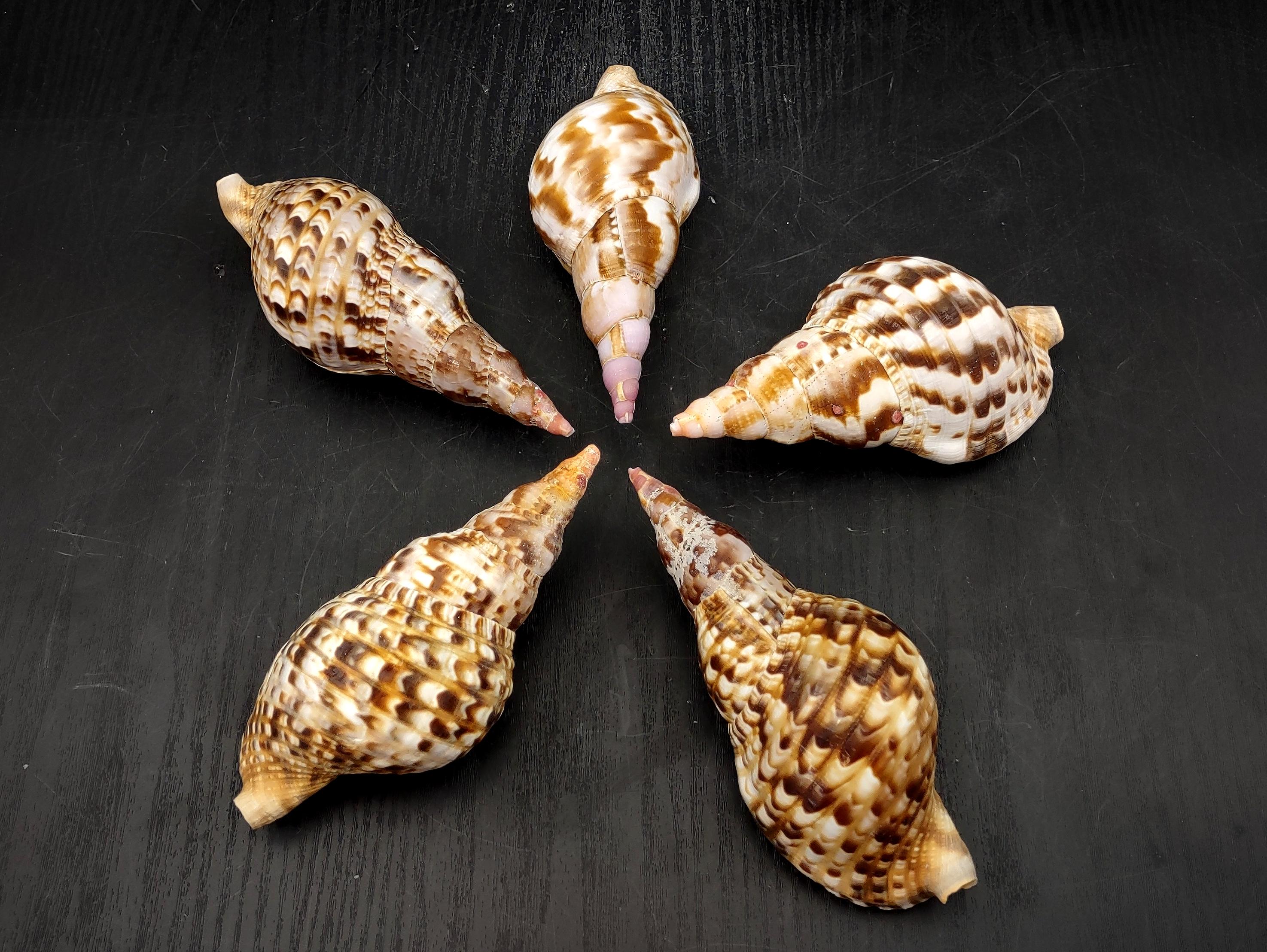 Trition Shell Caribbean Triton Seashell Charonia Tritonis (1 Shell Approx. 5+ Inches ...