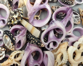 Small Assorted Sliced Seashells - (10 shells approx. 3/8 - 1 inch)
