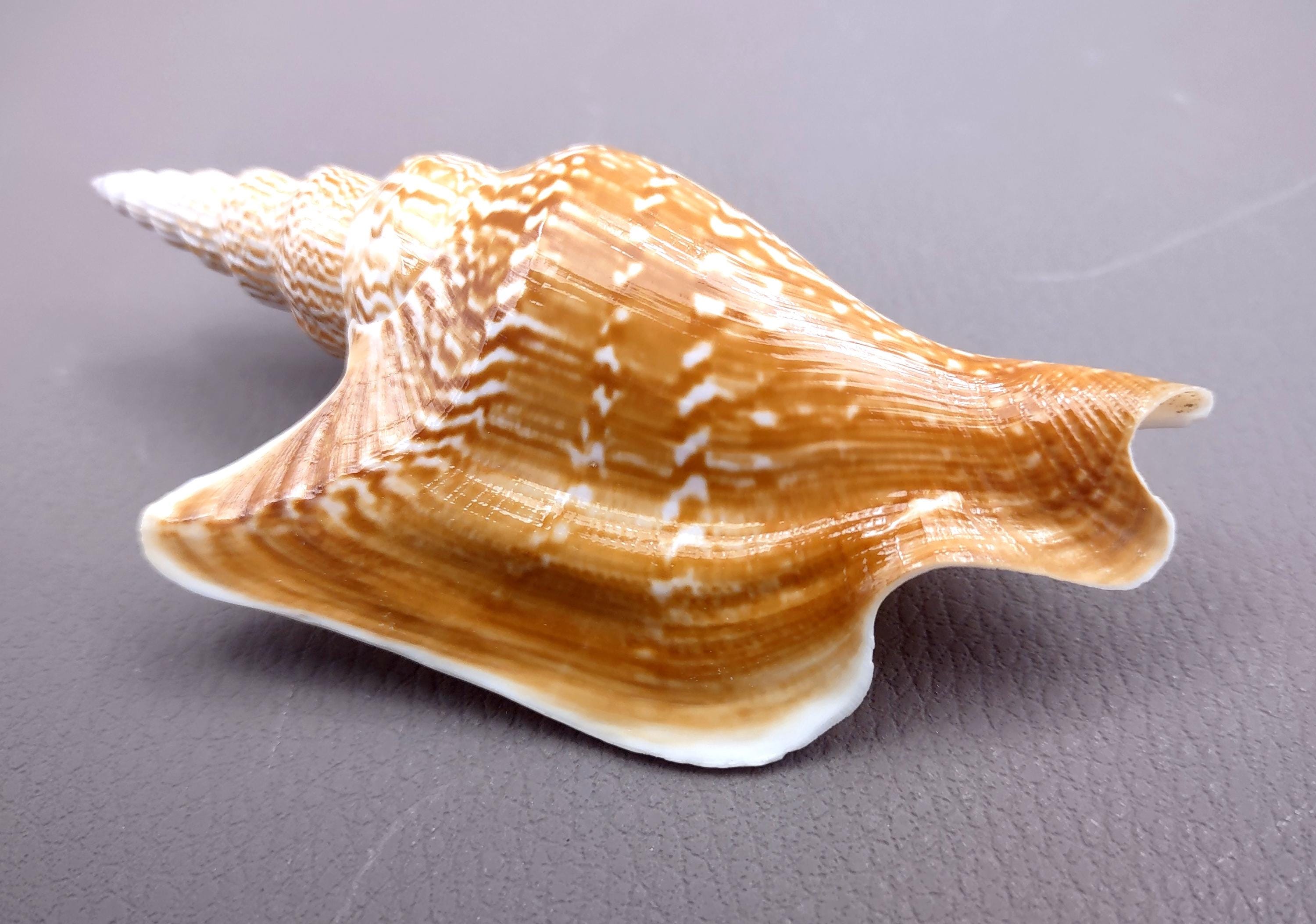 Tan Shells Listers Conch Seashell Tan Strombus Listeri (1 Shell Approx. 3.5 ...