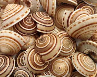 Perspective Sundial Seashells Architectonica Perspectiva (10 shells approx. 0.5+ inches) Sundial Shells for ocean art crafts & jewelry!