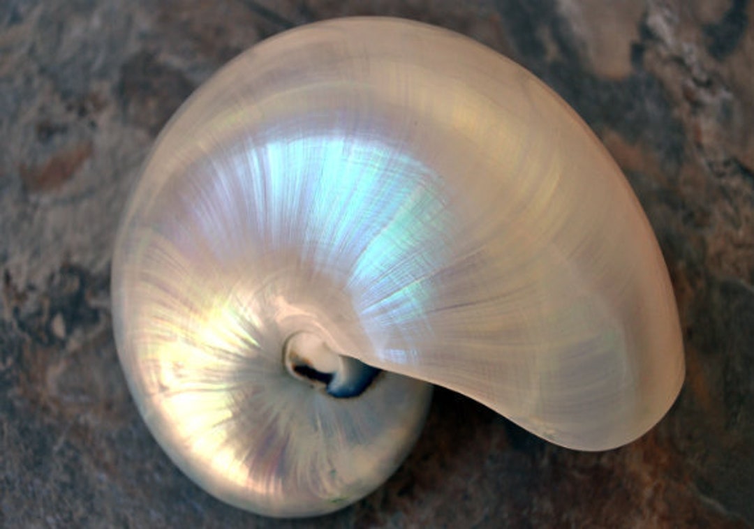 Pearl Nautilus Seashell Nautilus Pompilius 1 Shell Approx. 5-6 Inches -   Australia