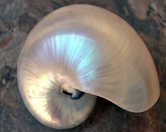 Pearl Nautilus Seashell - Nautilus Pompilius - (1 shell approx. 5-6 inches)