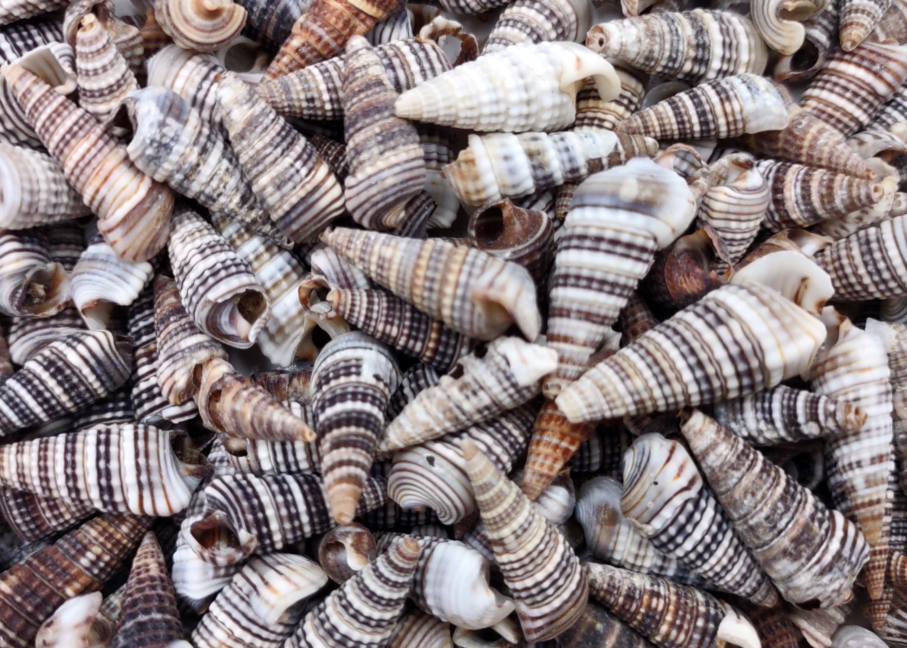 Channeled Cerith Seashells Spiral Cerithium Molniferus (approx. Half ...