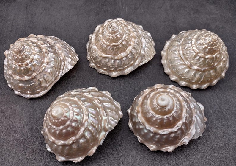 Pearlized Wavy Turban Seashell Astraea Turbanicum (1 Shell Approx. 4 ...