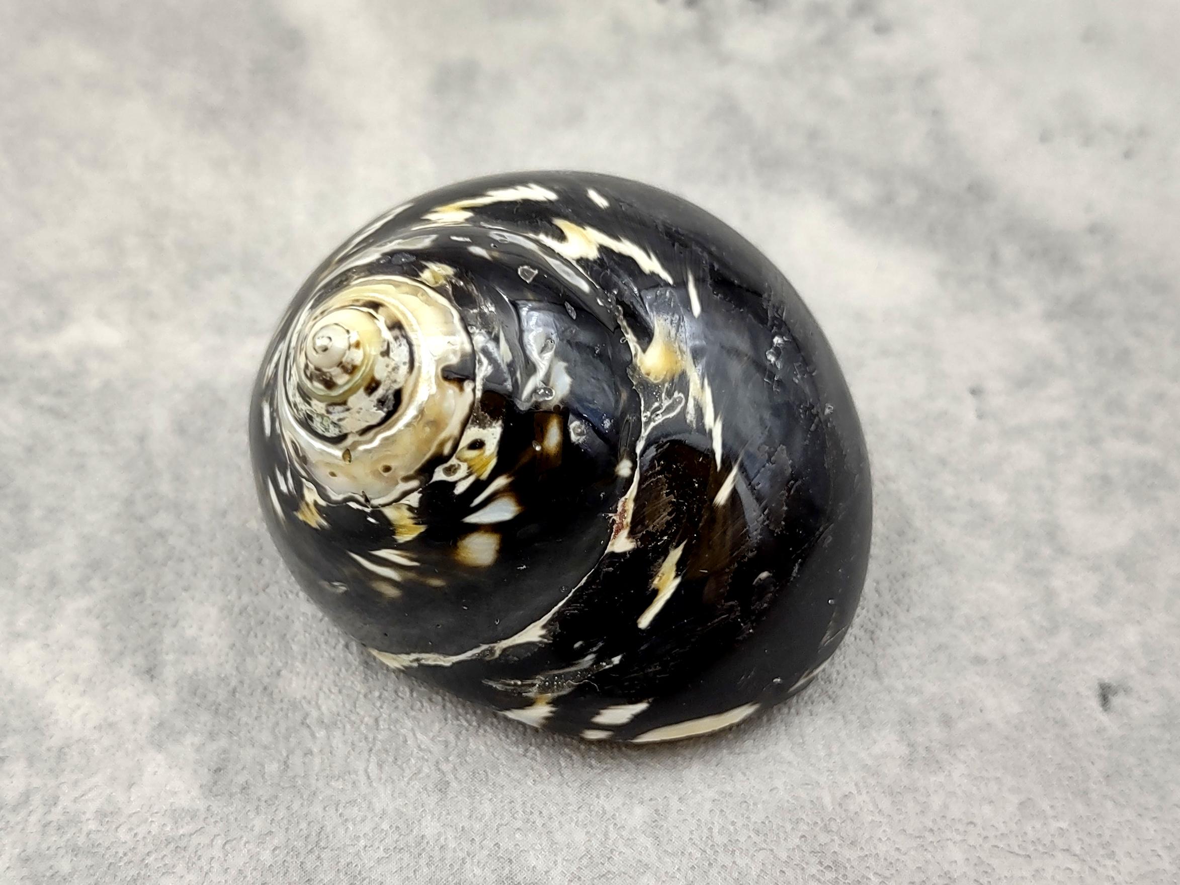 Magpie Shells West Indian Top Polished Seashell or Magpie Striped Shell Cittarium ...