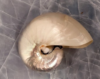 Nautilus Pearlized Seashell - Nautilus Pompilius - (1 shell approx. 3-4 inches)