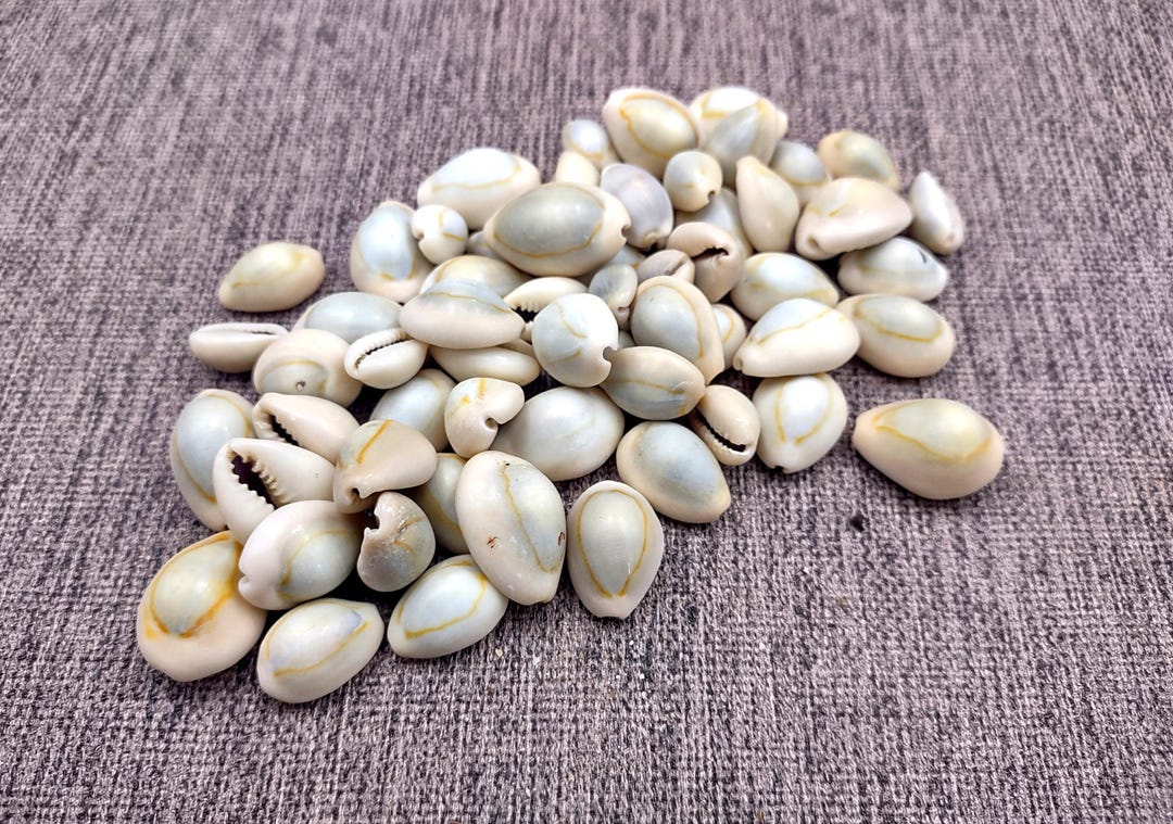 Ring Top Cowrie Seashells Cypraea Annulus (approx. Half Cup 40+ Shells ...