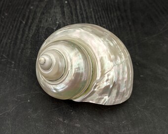 Pearlized Jade Turbo Seashell Silver Turbo Burgessi (1 shell approx. 4+ inches) Pearl Jade Turbo Shell for hermit crabs décor & display!