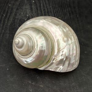 Pearlized Jade Turbo Seashell Turbo Burgessi (1 shell approx. 4+ inches) Great shells for coastal crafting decor & collections!