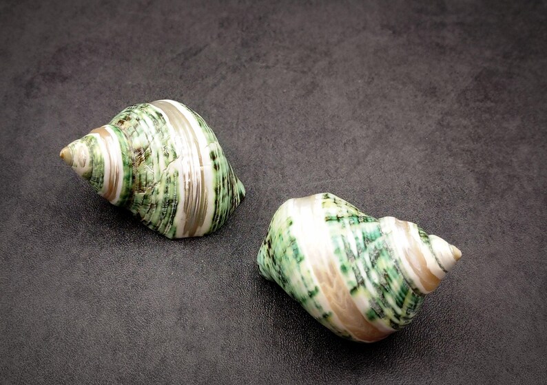 Striped Silver Shell Green Silver Mouth Turbo Seashells With Pearlized Stripe Turbo ...