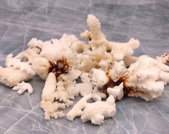 Small Coral Pieces White and Brown (Approx. 1 pound)