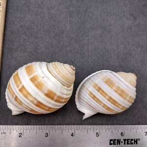 Large Striped Tun Seashells Tonna Sulcosa (2 Shells Approx. 3+ Inches ...